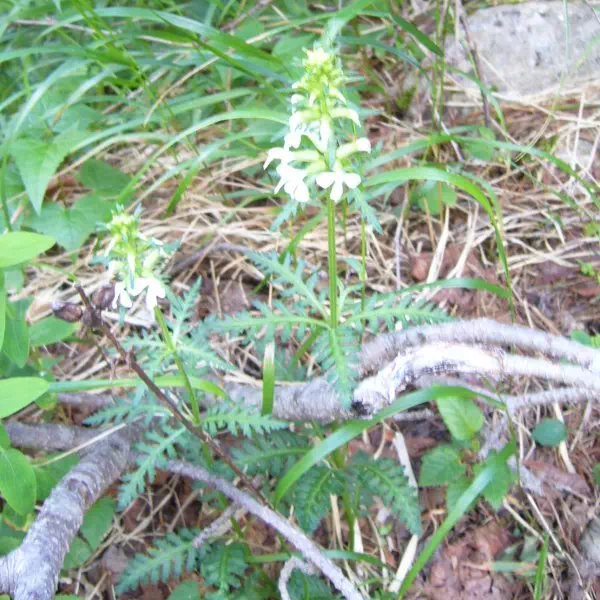 シロバナノヨツバシオガマ