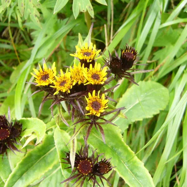 タカネコウリンカ