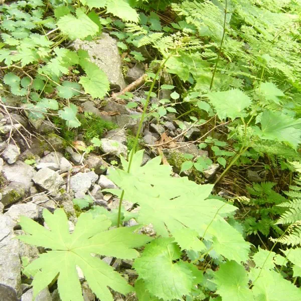 テバコモミジカサ