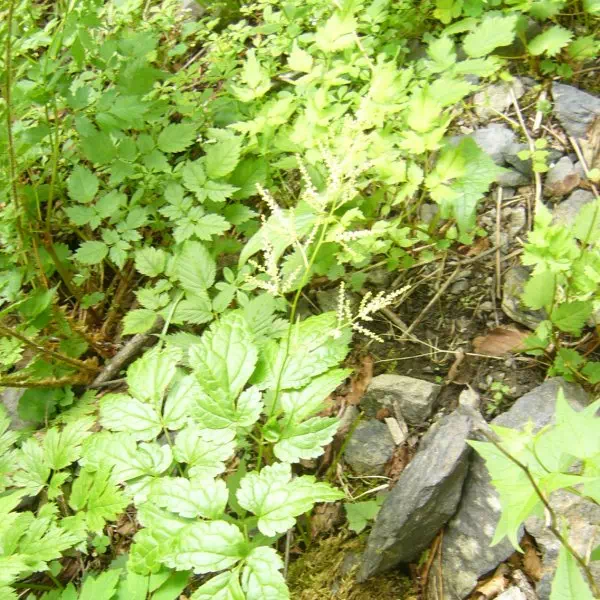 ヤマブキショウマ