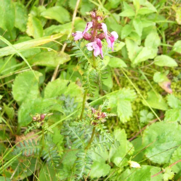 ヨツバシオガマ