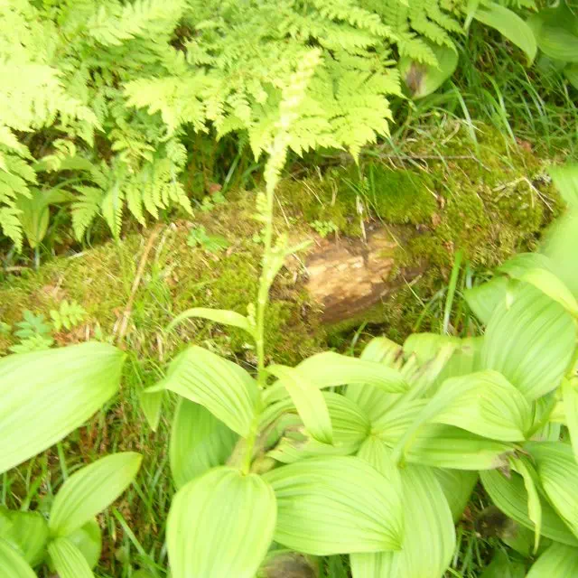 バイケイソウ バイケイソウ