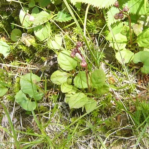 ベニバナイチヤクソウ ベニバナイチヤクソウ