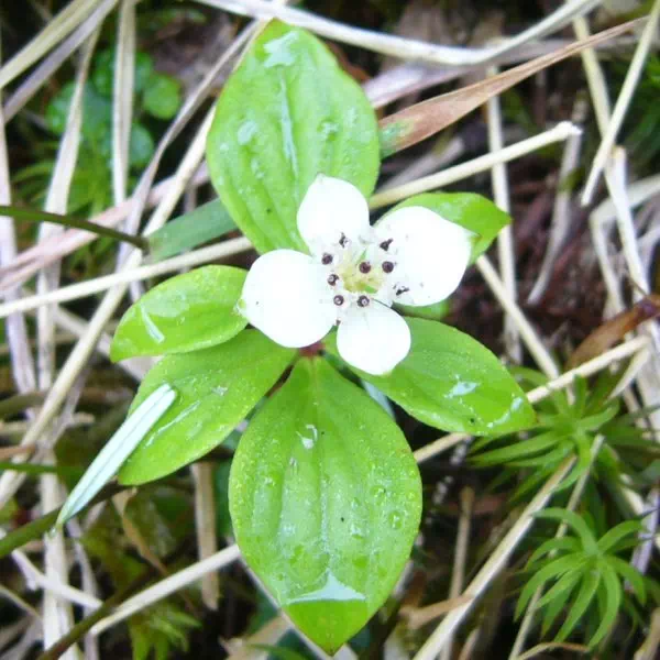 ゴゼンタチバナ