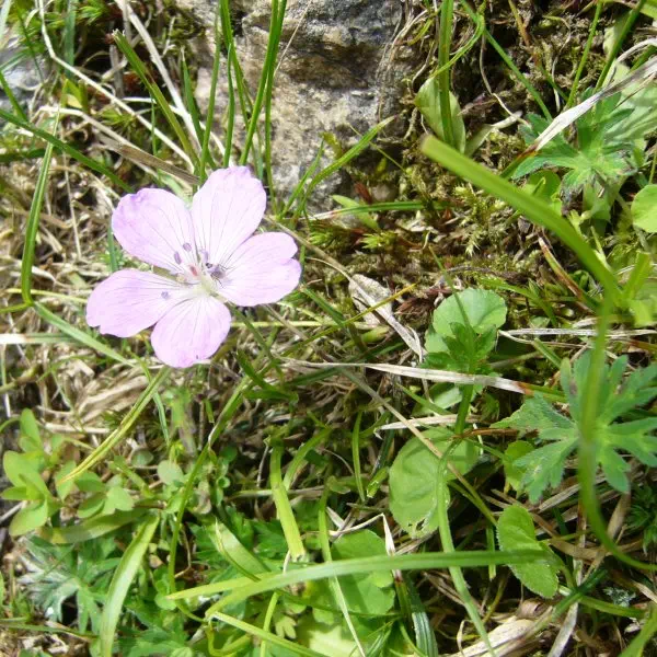 ハクサンフウロ ハクサンフウロ