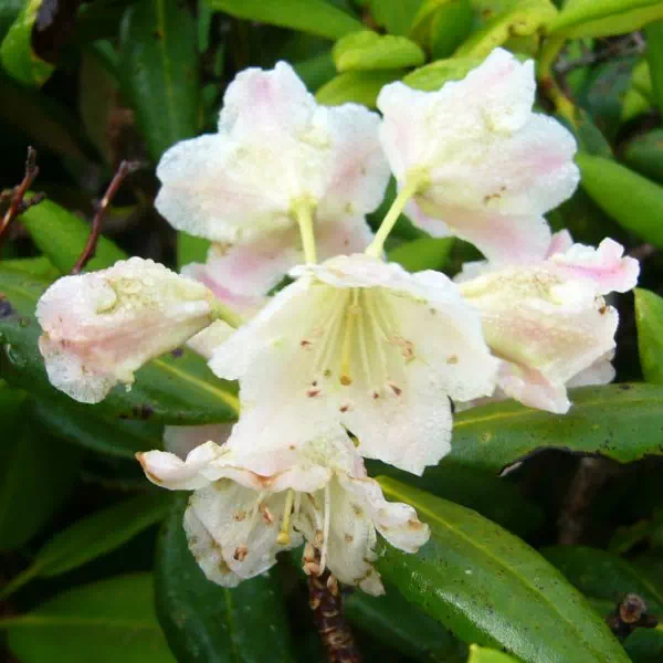 ハクサンシャクナゲ