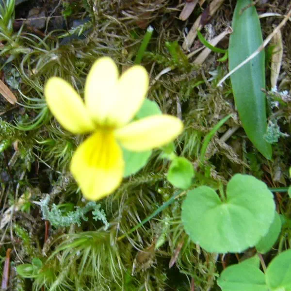 キバナノコマノツメ