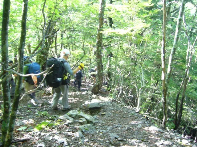 広葉樹林 広葉樹林