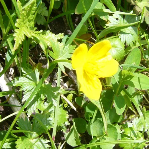 ミヤマキンポウゲ ミヤマキンポウゲ