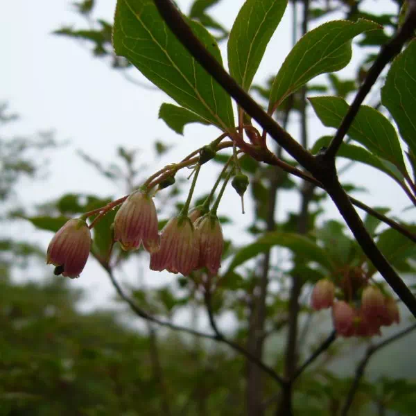 サラサドウダン サラサドウダン