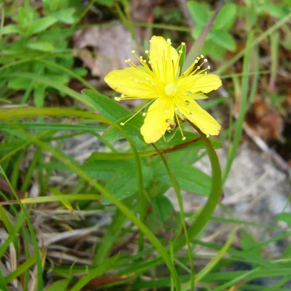 シナノオトギリ シナノオトギリ