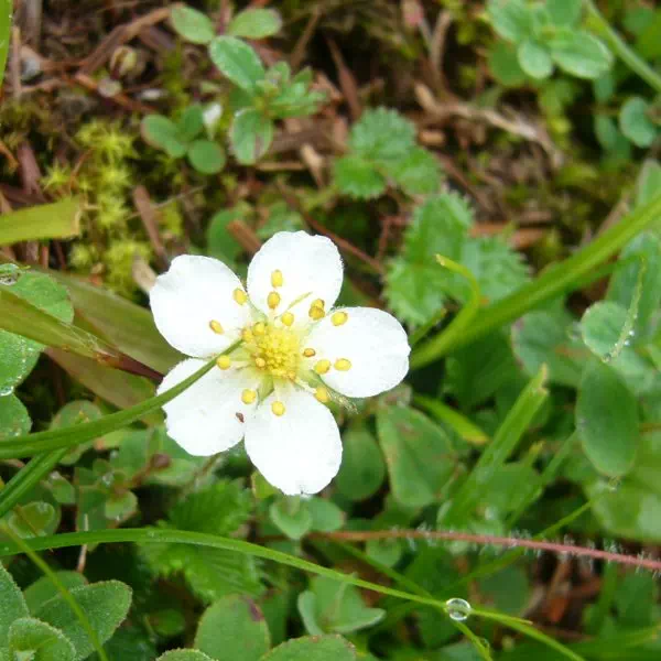 シロバナノヘビイチゴ
