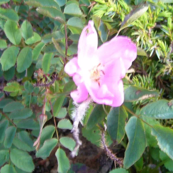 タカネイバラ タカネイバラ