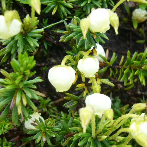 アオノツガザクラ