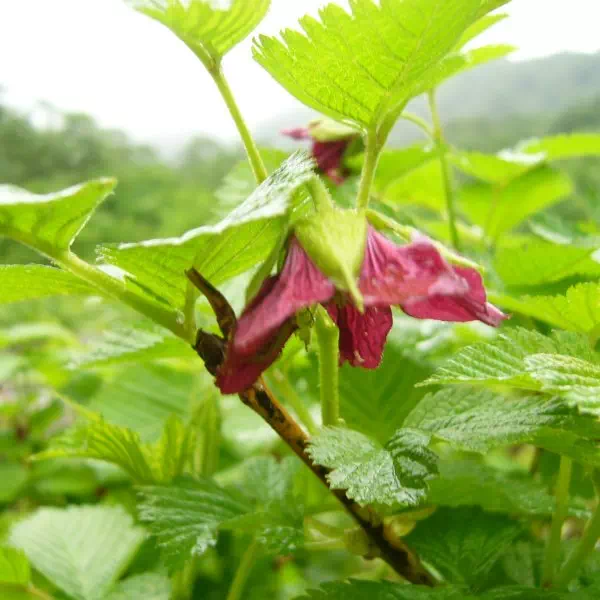 ベニバナイチゴ