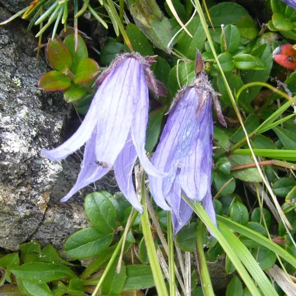 チシマギキョウ