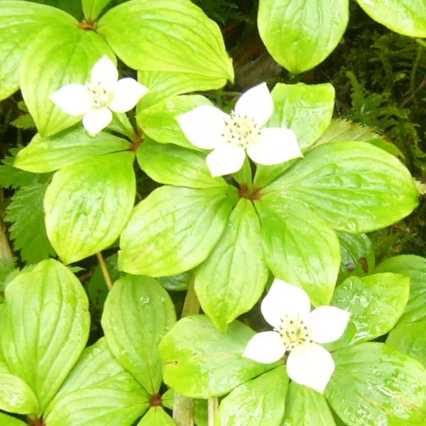 ゴゼンタチバナ