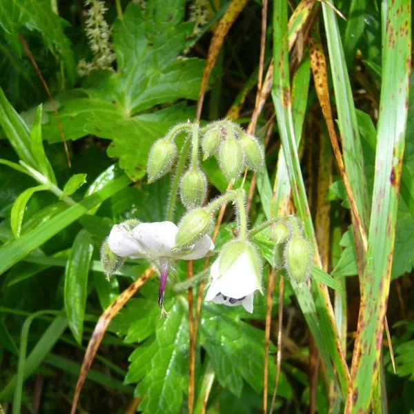 グンナイフウロ