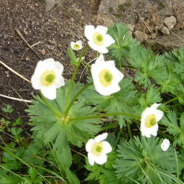 ハクサンイチゲ