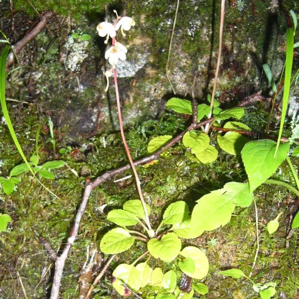 コバノイチヤクソウ