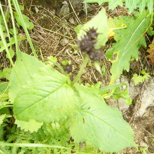 クロトウヒレン