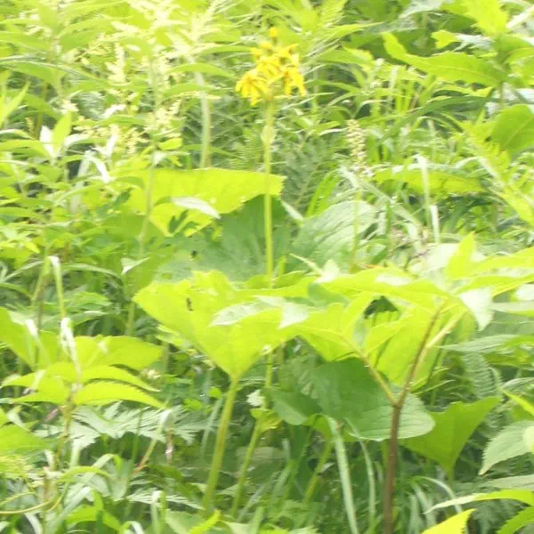 マルバダケブキ