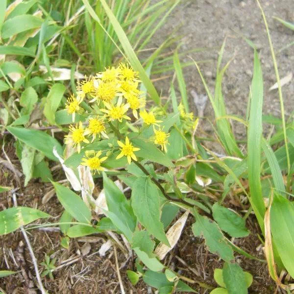 ミヤマアキノキリンソウ