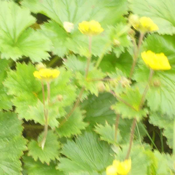 ミヤマダイコンソウ