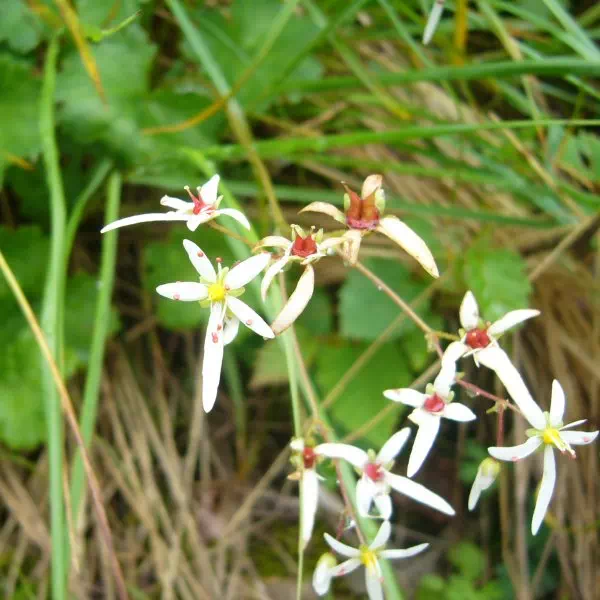 ミヤマダイモンジソウ