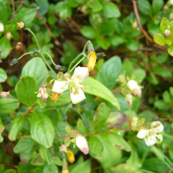 ミヤマホツツジ