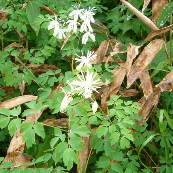 ミヤマカラマツ