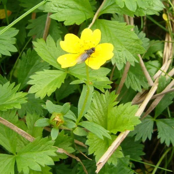 ミヤマキンバイ