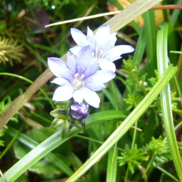 ミヤマリンドウ