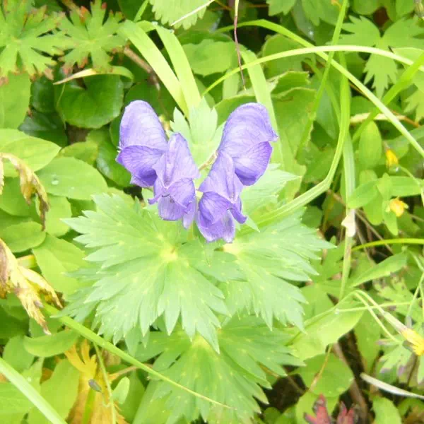 ミヤマトリカブト