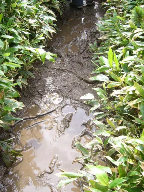 ぬかるみ ぬかるみ