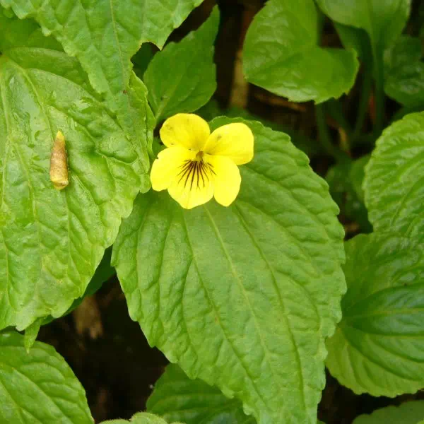 オオバキスミレ