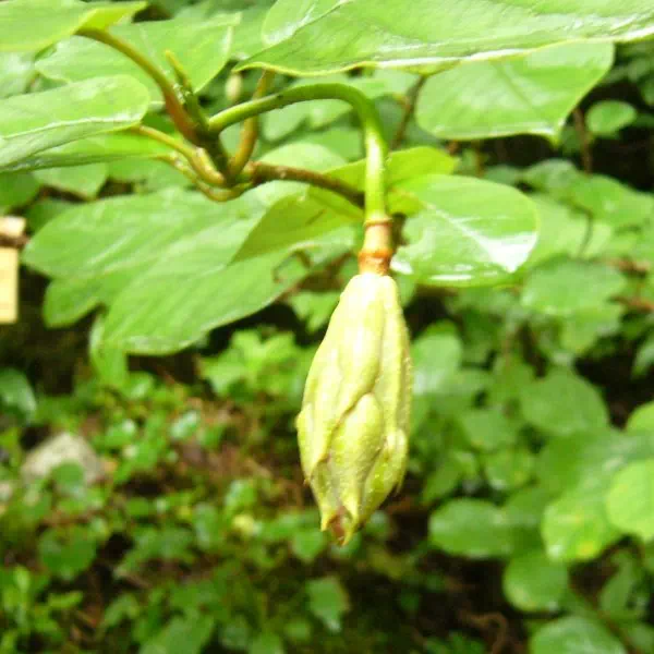 オオヤマレンゲ