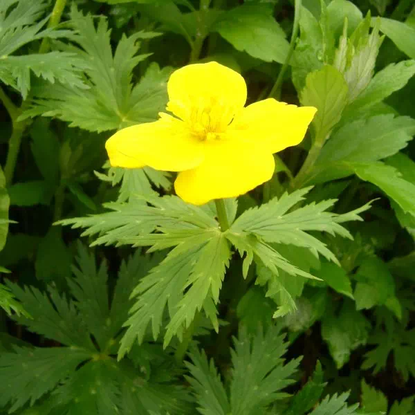 シナノキンバイ