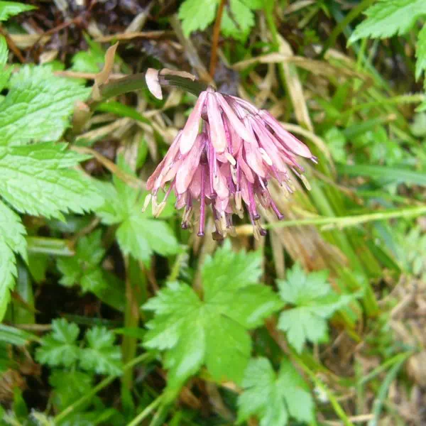 ショウジョウバカマ