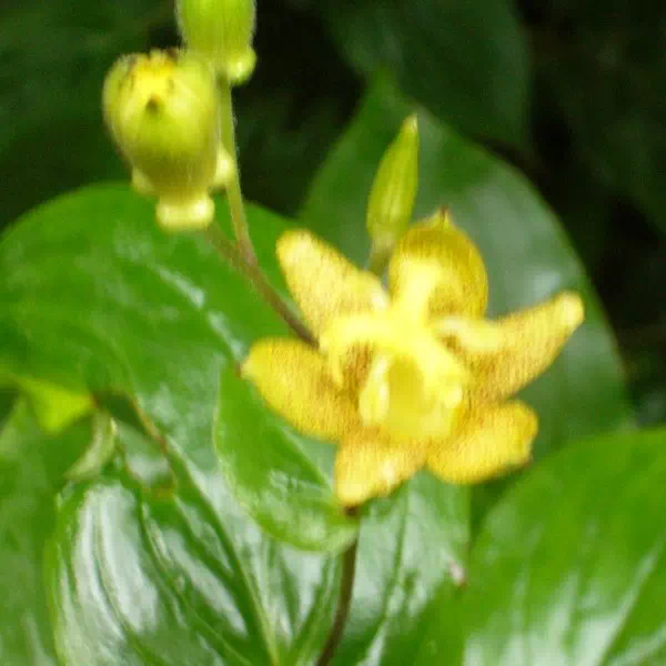 タマガワホトトギス