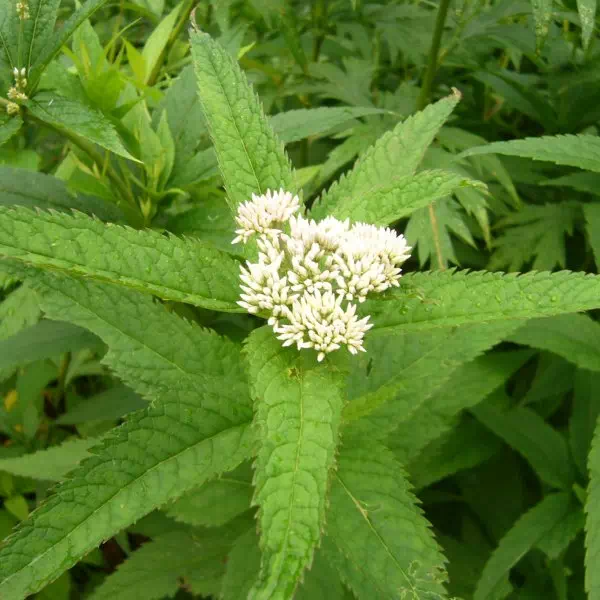 ヨツバヒヨドリ