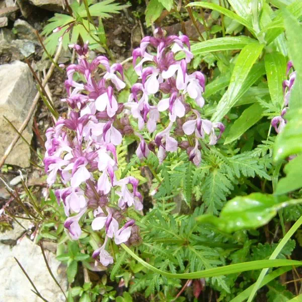 ヨツバシオガマ