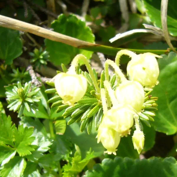 アオノツガザクラ