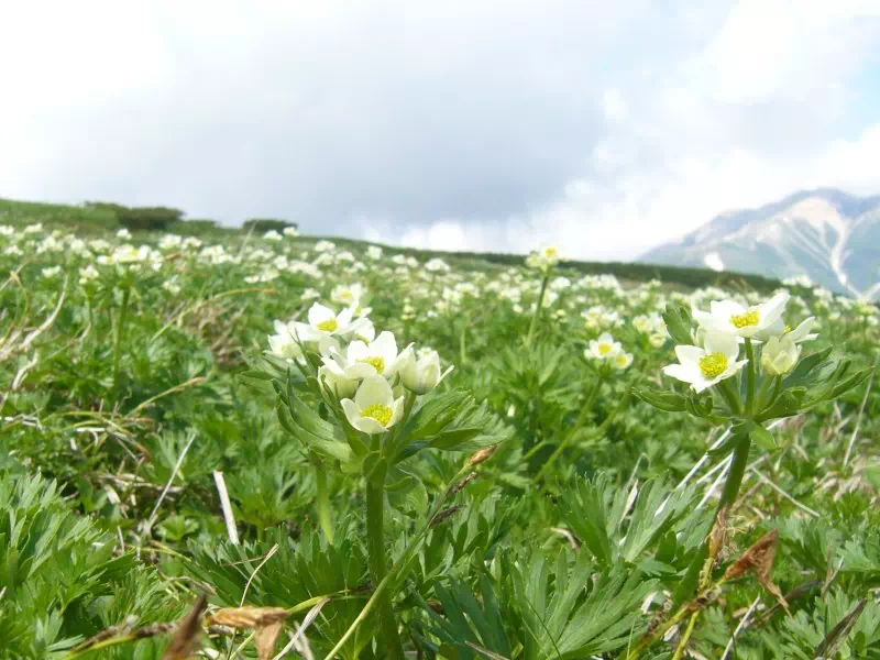 ハクサンイチゲ群落 ハクサンイチゲ群落