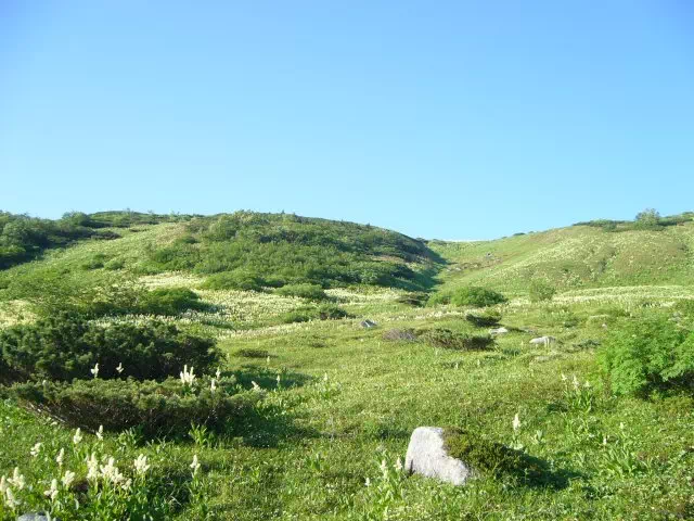 コバイケイ畑 コバイケイ畑