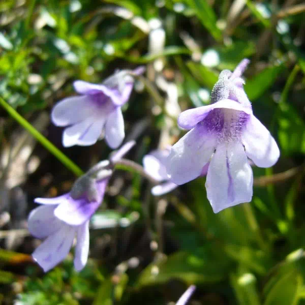 ムシトリスミレ