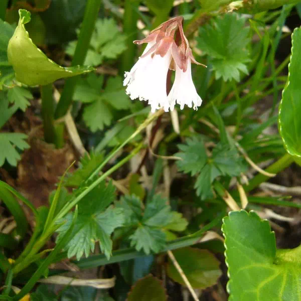 シロバナコイワカガミ