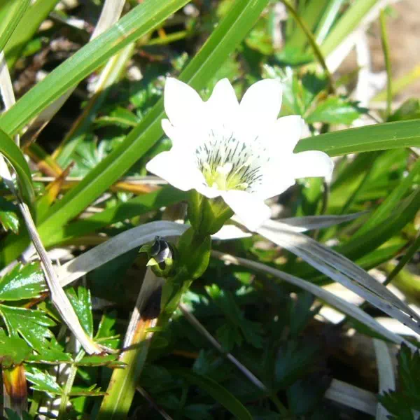 シロバナミヤマリンドウ シロバナミヤマリンドウ