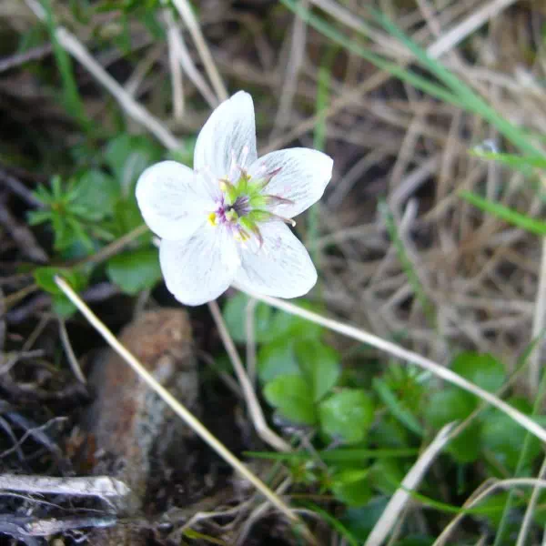 バイカオウレン