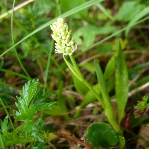 ヒメイワショウブ